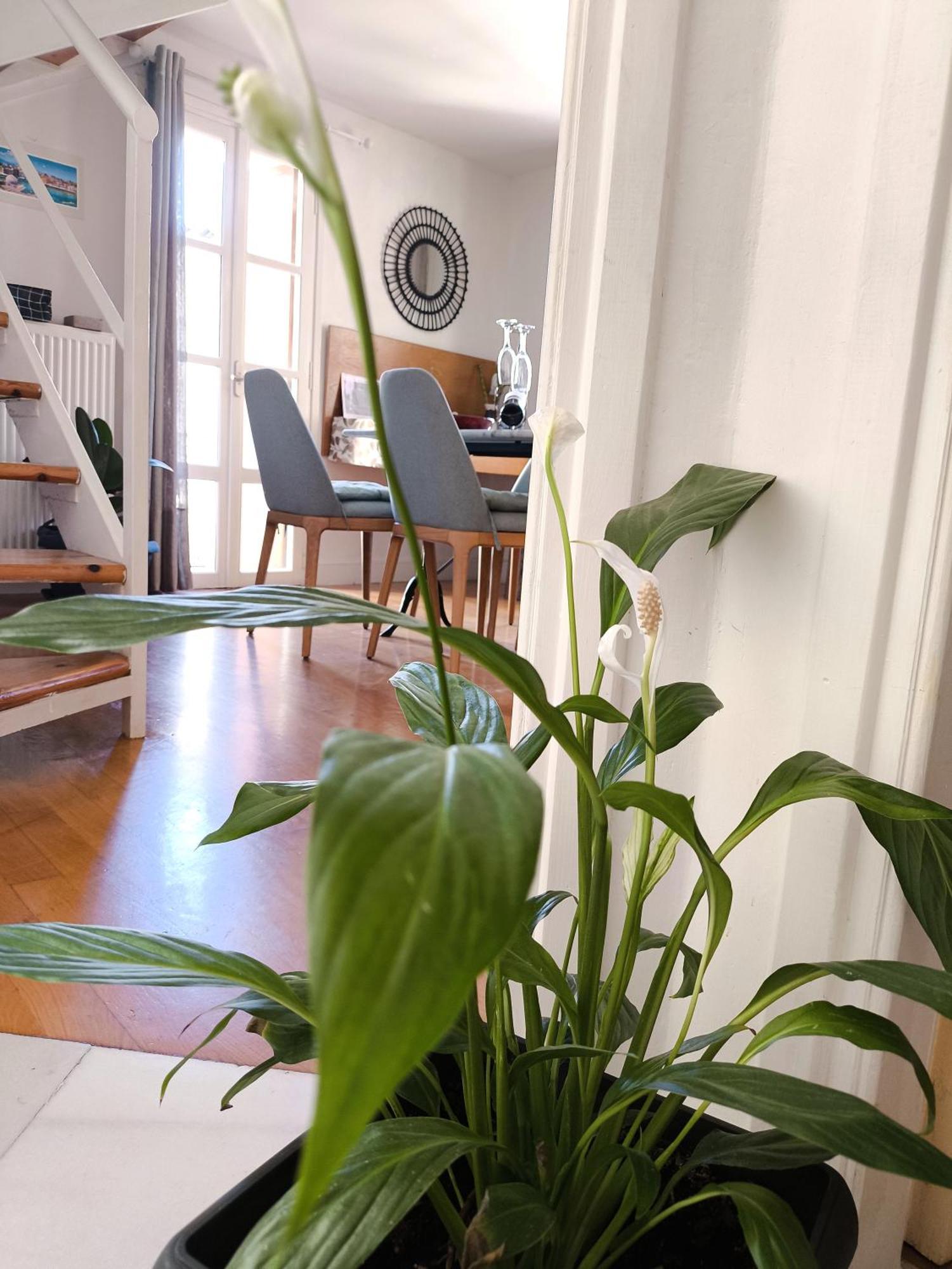 Kallisti Stone House Apartment Chrissi Akti Chania Exterior foto